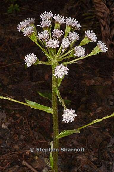 petasites frigidus 1 graphic